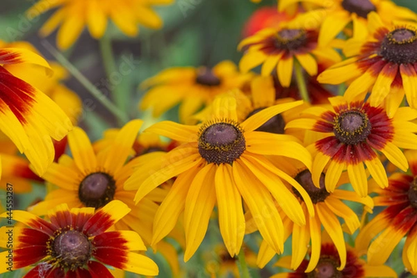 Fototapeta yellow flowers