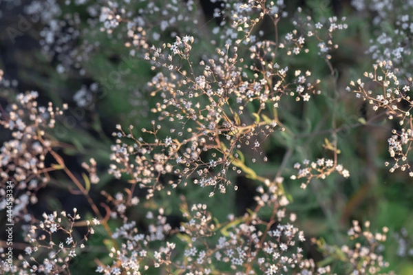 Fototapeta dew on the grass
