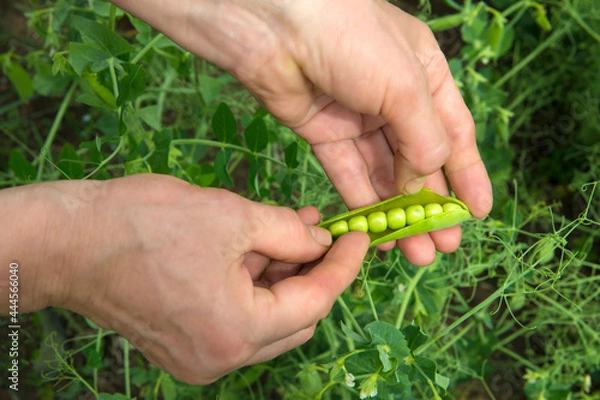Obraz Summer pea harvest