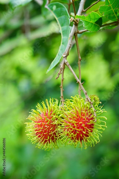 Obraz fresh rambutans on the tree