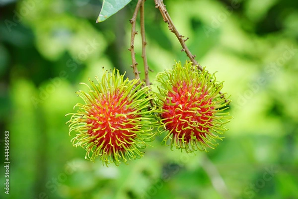 Obraz fresh rambutans on the tree