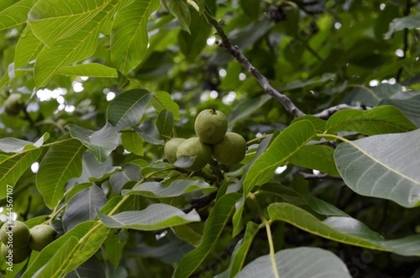 Fototapeta green walnuts on a tree