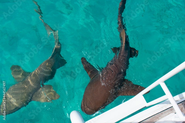 Obraz pair of nurse sharks