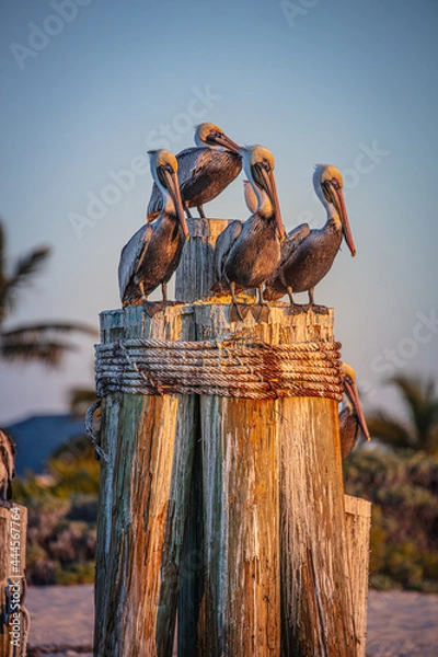 Obraz pelican post