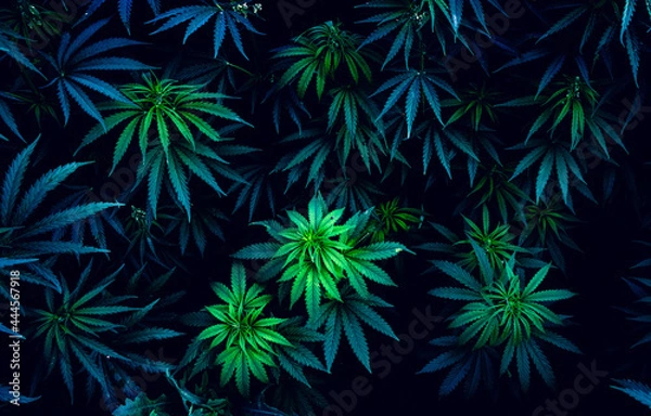Fototapeta Beautiful marijuana leaves. Background for design. Psychedelic pattern.
