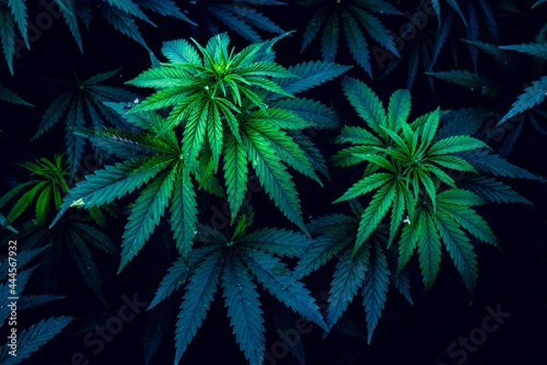 Fototapeta Beautiful marijuana leaves. Background for design. Psychedelic pattern.