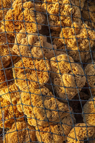 Obraz bag of sea sponges
