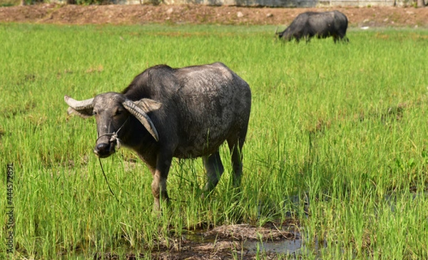 Fototapeta Thai buffalo