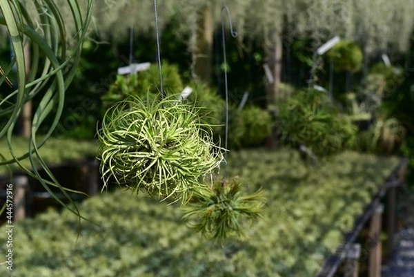 Fototapeta Tillandsia