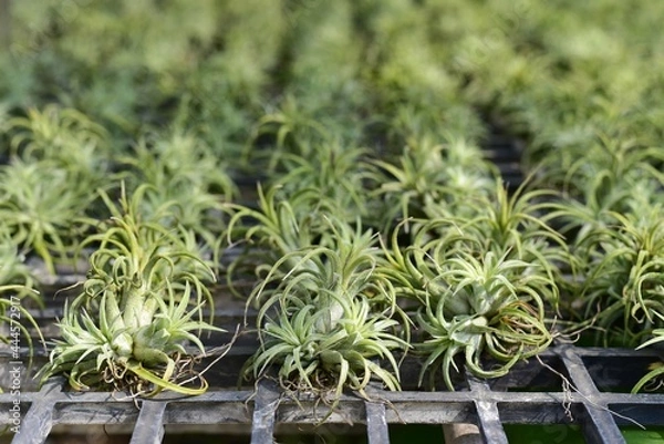 Fototapeta Tillandsia