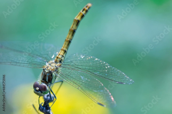 Fototapeta Dragonfly