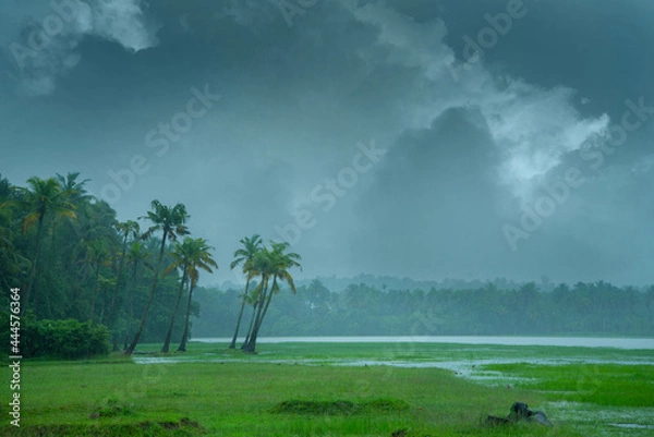 Obraz Monsoon hit Kerala - On a rainy day there are coconut palm trees standing beside a paddy field,  Beautiful landscape photography in rainy day, Monsoon photography in Kerala India