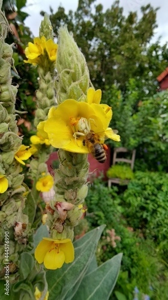 Obraz Crab Spider, Misumena vatia, preying an a bee