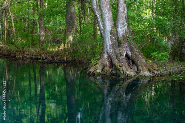 Obraz Silver springs