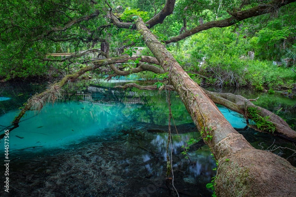 Obraz enchanted trees in the blue spring
