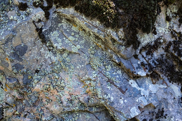 Fototapeta texture of natural stone covered with moss. wet stone in the forest