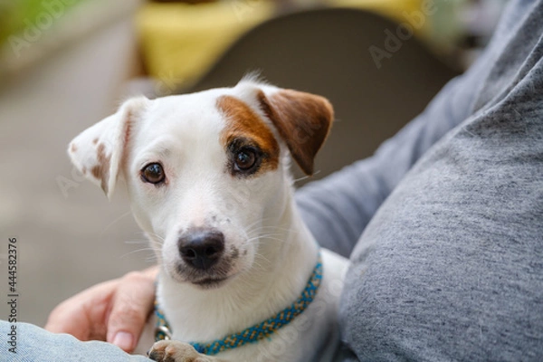 Fototapeta Dog resting on lap of owner