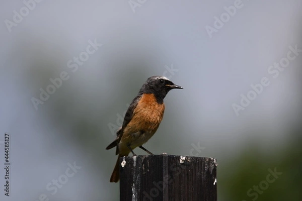 Obraz pomarańczowy ptak