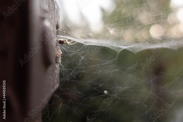 Fototapeta spider web in the morning