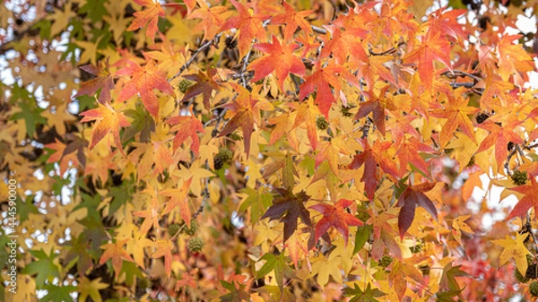 Fototapeta  Temperate broadleaf and mixed forest