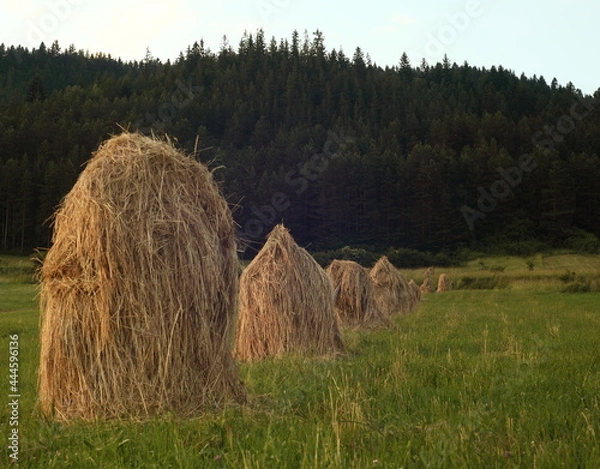 Fototapeta Hay sheaves in the setting sun