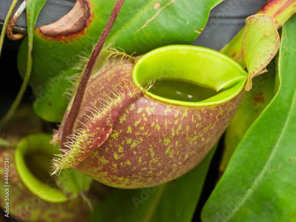 Obraz Tropical pitcher plants