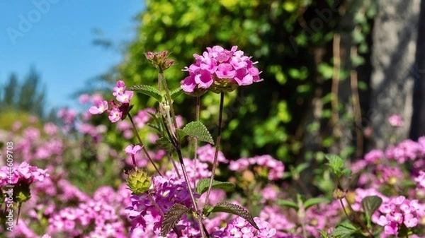 Fototapeta flowers in the garden