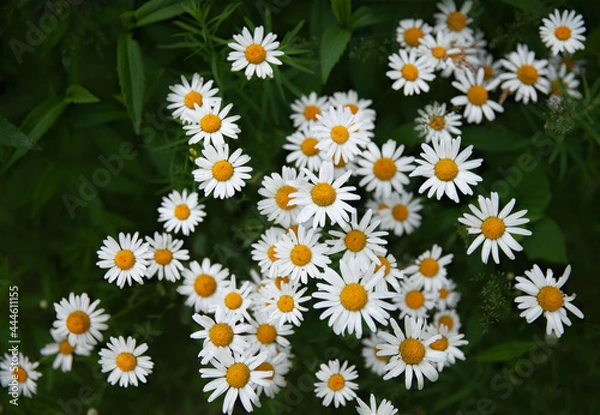 Fototapeta Chamomile flowers in the open air. The selected sharpness.