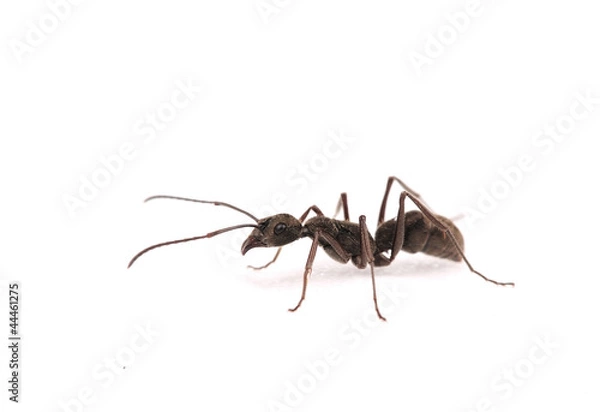 Obraz ant isolate on white background