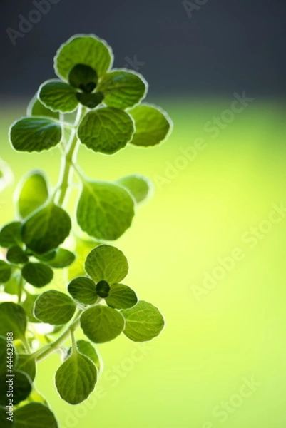 Fototapeta 新緑の季節、輝くアロマティカス