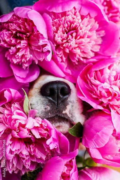 Obraz dog with flowers