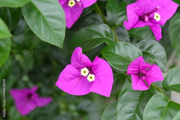 Fototapeta ブーゲンビリアの花