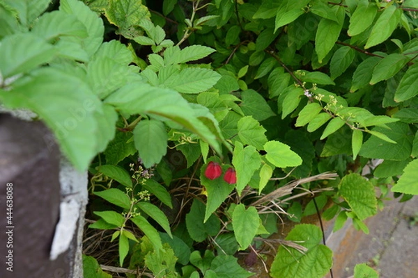 Fototapeta 赤い花