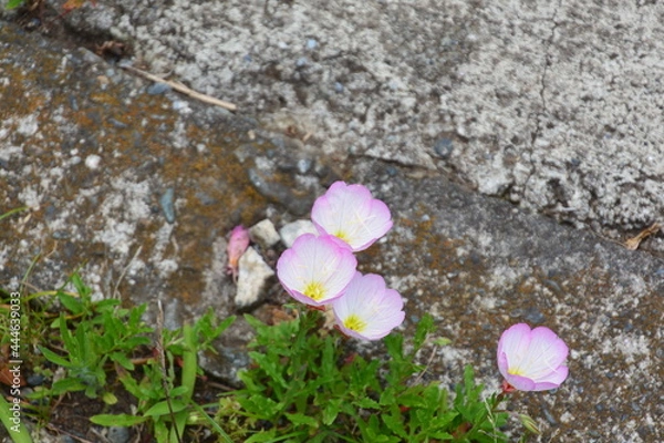 Fototapeta 昼咲き月見草の花