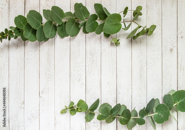 Fototapeta ユーカリと白い木目調の床 フレーム