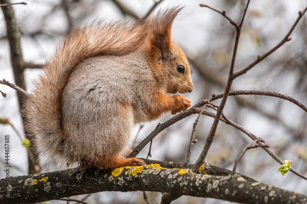 Fototapeta The squirrel with nut sits on a branches in the spring or summer.