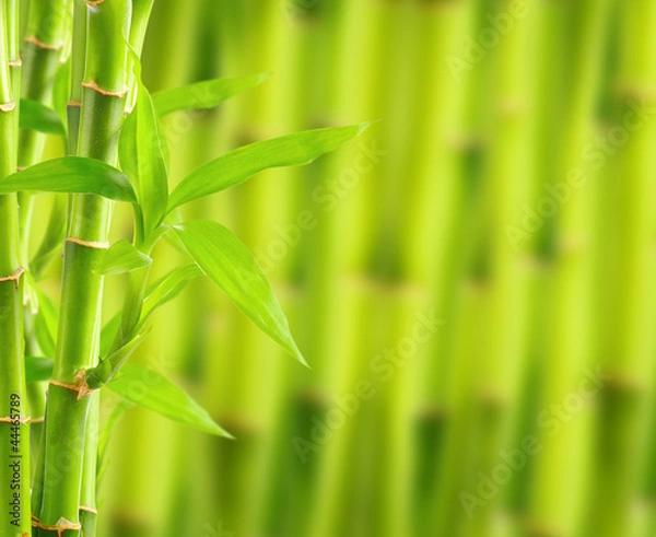 Fototapeta Bamboo background with copy space