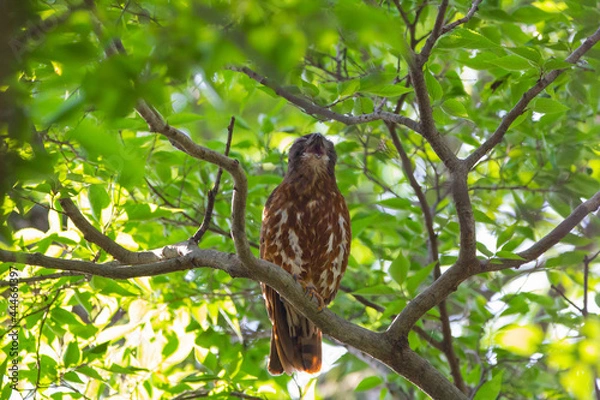 Fototapeta 寝起きであくびをするアオバズク