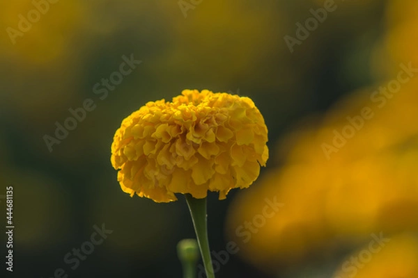 Obraz ดอกไม้แทนใจ