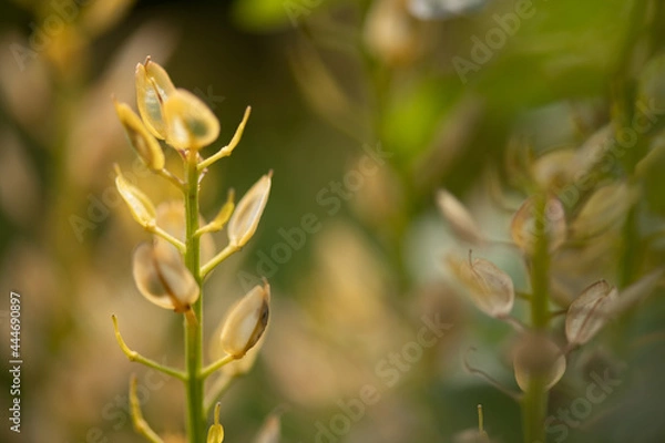 Obraz TOA1895-1_Macro-Pflanze