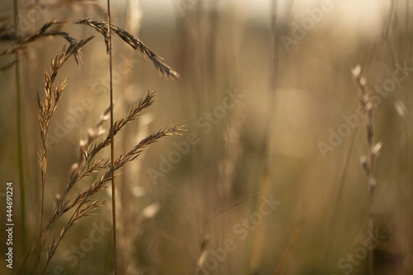 Fototapeta TOA1926-1_Graeser