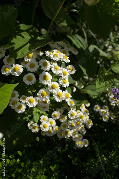 Fototapeta Small white daisies partially in light and shadow