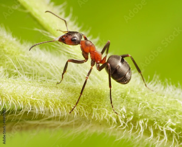 Fototapeta ant formica rufa on grass