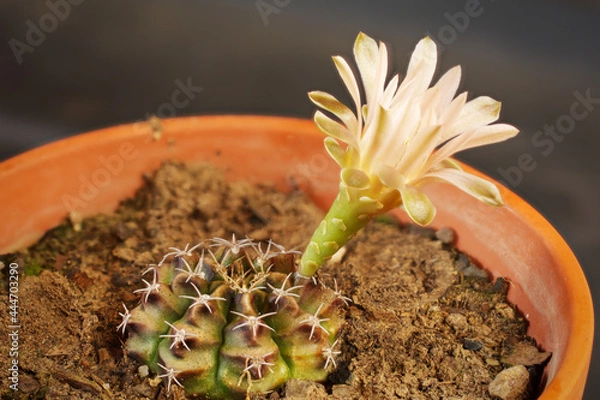 Obraz Soft pink cacti flower in pot