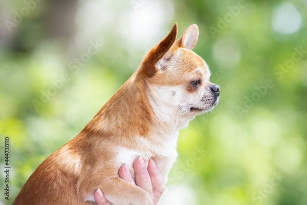 Obraz Chihuahua dog in profile looking ahead