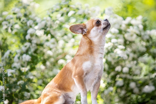Fototapeta Chihuahua dog enjoying the weather