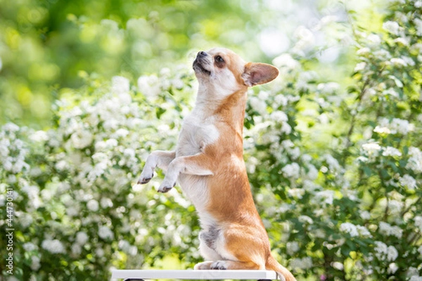 Obraz Chihuahua dog does the "bunny" trick