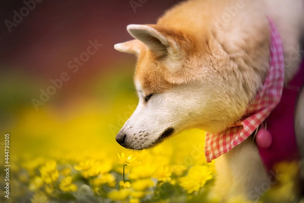 Obraz Akita inu dog sniffing a flower