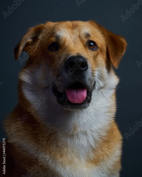 Fototapeta Portrait of a Dog