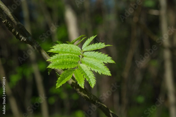 Fototapeta rowan leaves